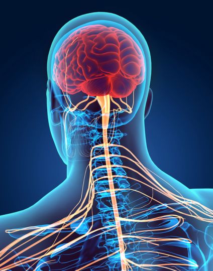 3D illustration male nervous system.